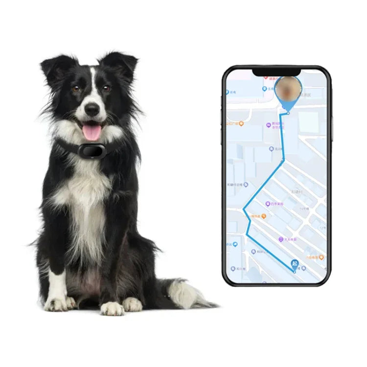 A happy dog with a waterproof GPS pet tracker collar sitting next to a phone displaying a map with its location.