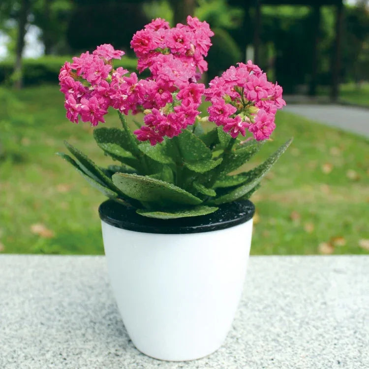 Chậu hoa lười tự động hút nước, chậu cây thủy canh nhựa resin tròn, thiết kế 2 lớp, chậu tự tưới, đường kính 11cm, cao 10.3cm