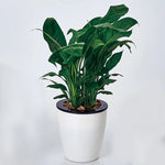 Chậu hoa tự động hút nước Lazy Flower Pots trồng cây thủy canh, chậu hoa nhựa resin hình tròn thiết kế hai lớp, đường kính: 15cm, chiều cao: 15.5cm