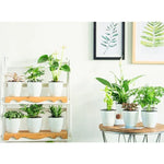 Chậu hoa tự động hút nước Lazy Flower Pots trồng cây thủy canh, chậu hoa nhựa resin hình tròn thiết kế hai lớp, đường kính: 15cm, chiều cao: 15.5cm