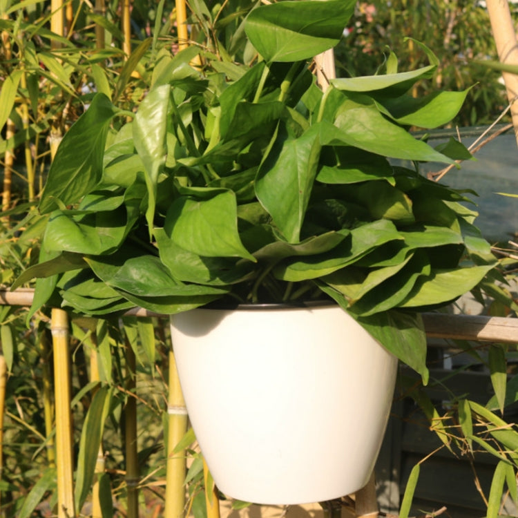 Chậu trồng cây tự tưới, chậu hoa nhựa resin treo tường hình tròn, kích thước: 13x8.5x13cm