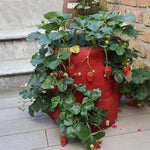 Túi trồng dâu tây 6 ngăn 26L / 7 gallon bằng vải không dệt, kích thước: 30X35cm