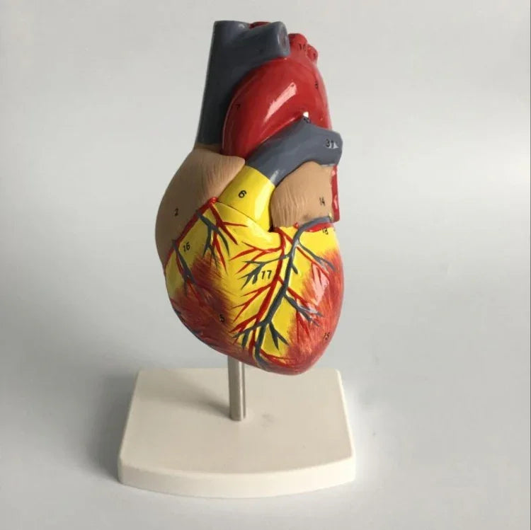 Mô hình giải phẫu tim người tỷ lệ 1:1, mô hình giảng dạy giải phẫu tim y khoa có đánh số, Mô hình giải phẫu tim người