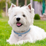 Vòng cổ chó đính đá lấp lánh, vòng cổ chó con Chihuahua pha lê, phụ kiện thú cưng cho chó nhỏ, L, M, S