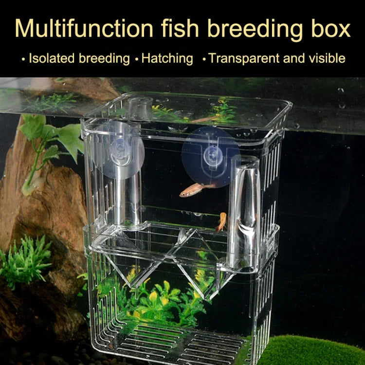 Hộp nuôi cá công đôi lớp trong suốt, Hộp nuôi cá Peacock, Nhỏ, Lớn, Rất lớn